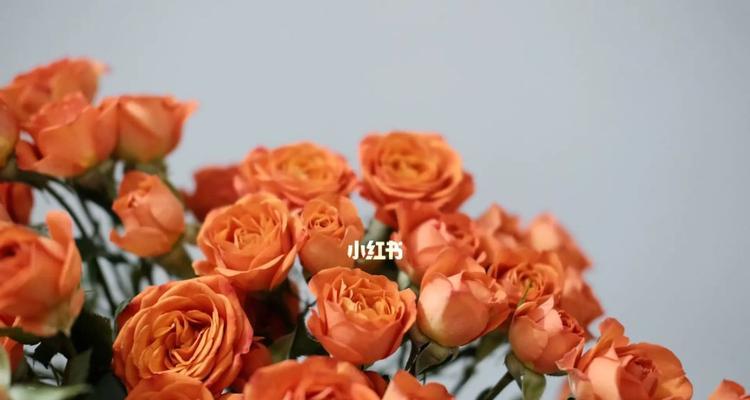 鲜花橙色芭比花语是什么？橙色芭比花在送礼时的特别含义？