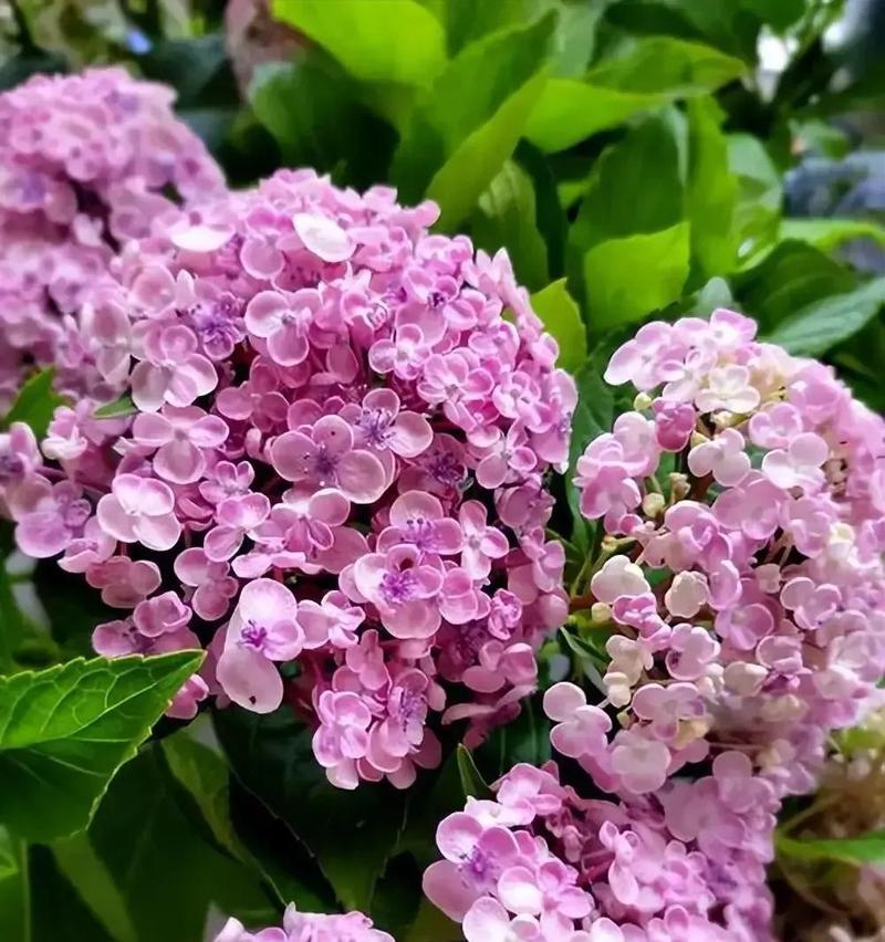 粉色一帆风顺花的寓意是什么？送这种花有何特别意义？