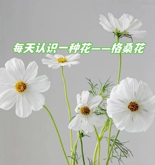 黄色格桑花的花语是什么？它象征着哪些美好？