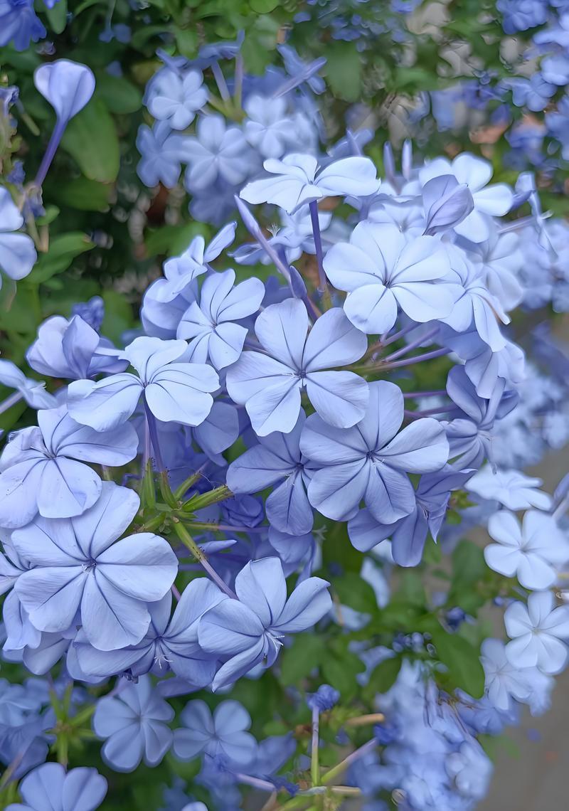 蓝色花有哪些寓意？蓝色花代表什么？