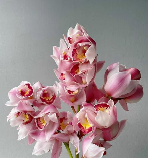 粉色花的蕙兰寓意具体是什么？