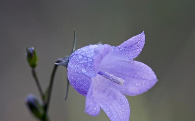 哪种颜色的花象征诚信？它的寓意是什么？