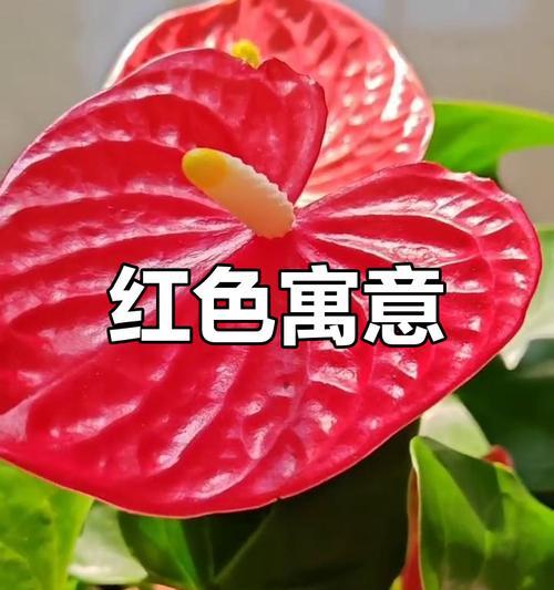 红色花有哪些象征意义？
