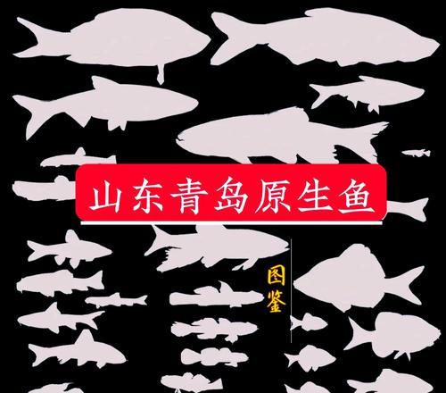 花与鱼如何共同象征爱情？