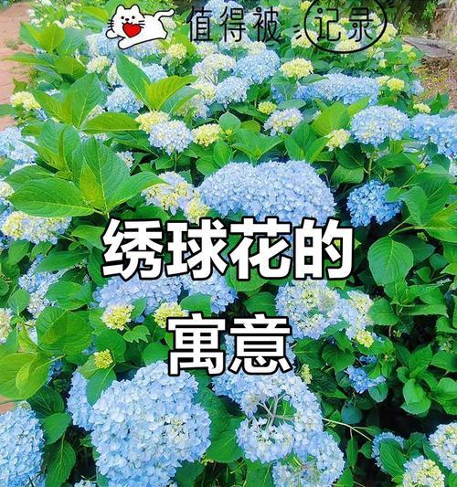 绣球花的历史背景是什么？绣球花的寓意有哪些？