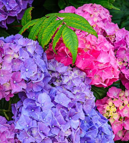 绣球花的历史背景是什么？绣球花的寓意有哪些？