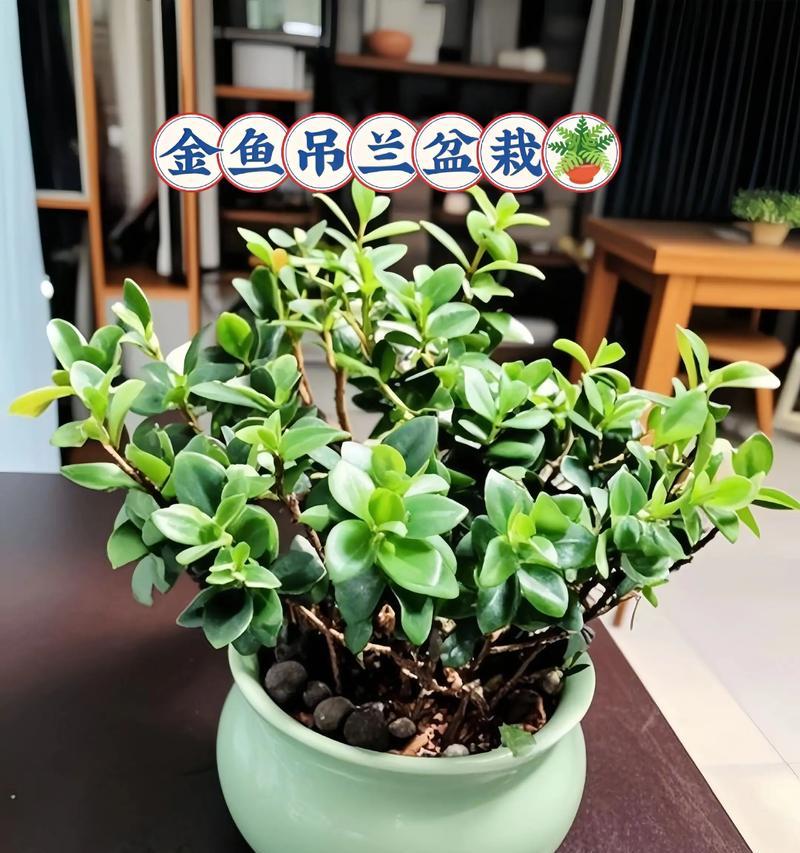 财富祝福寓意的花有哪些？