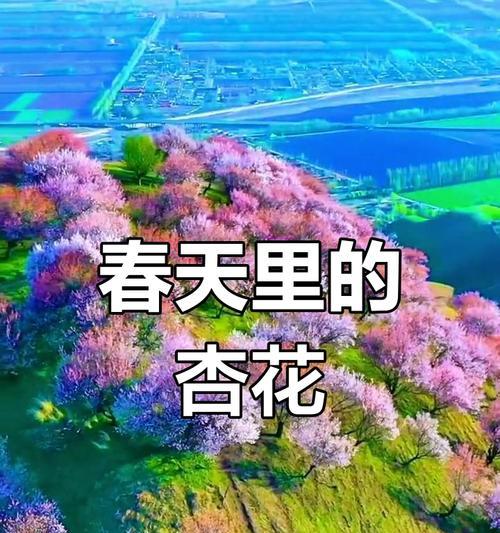 杏色花在约会中代表什么？送杏色花的寓意是什么？