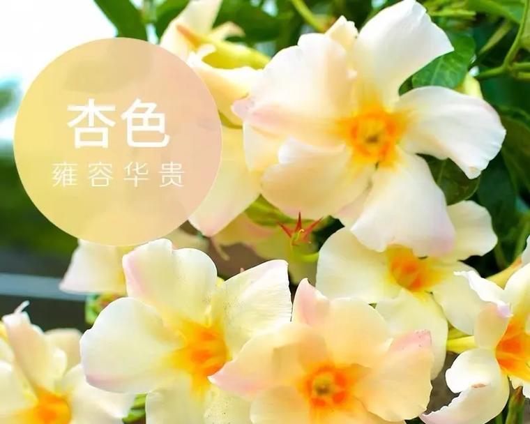 杏色花在约会中代表什么？送杏色花的寓意是什么？