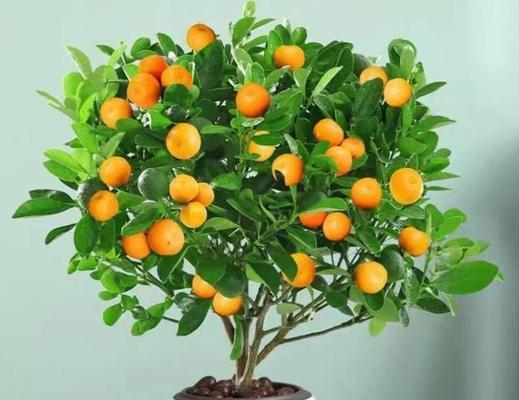 哪种花寓意保平安？如何摆放以求平安？