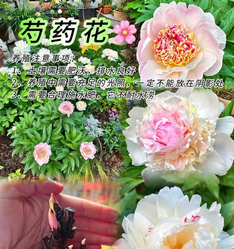 哪种花寓意陪伴忠诚的爱情？它们的象征意义是什么？
