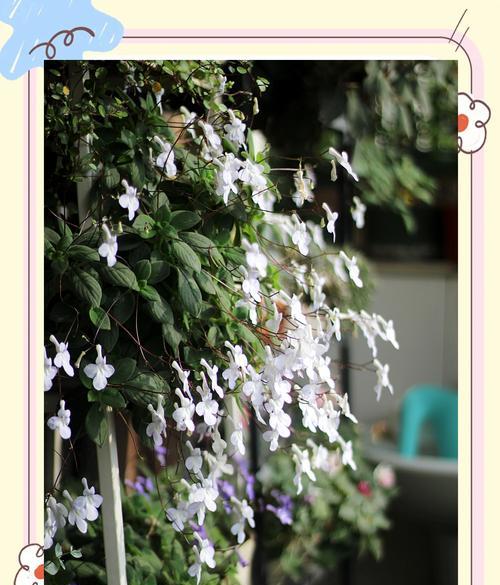 寓意为永恒的白色花是什么？白色花的永恒寓意是什么？