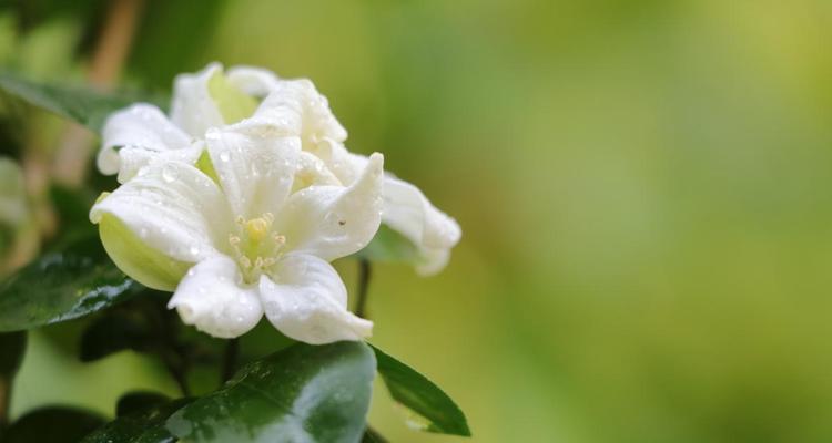 哪种花没有爱情寓意？如何选择没有特定寓意的花？