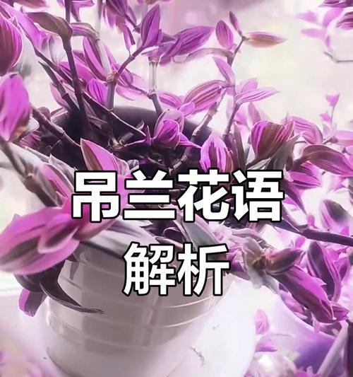 等待成功的花语是什么？哪种花代表了坚持与希望？
