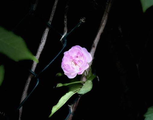 等待成功的花语是什么？哪种花代表了坚持与希望？