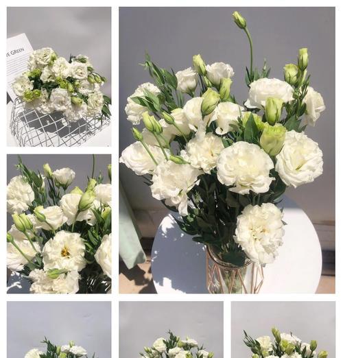 白色洋菊梗花代表什么寓意？