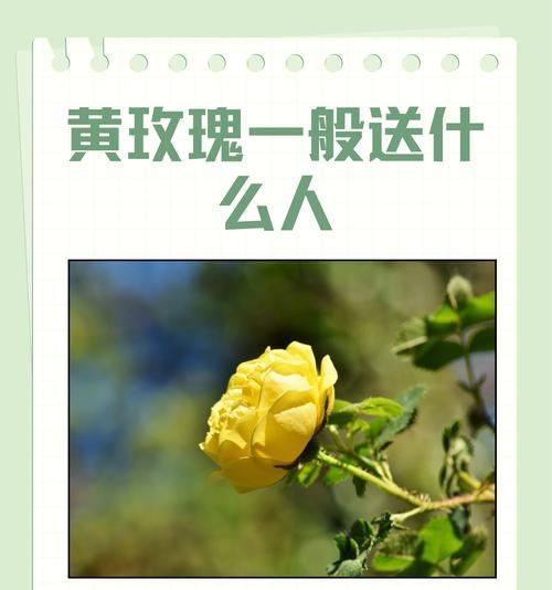 黄色花卉送人有何寓意？
