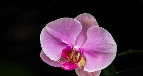 粉色水晶花的含义是什么？粉色水晶花代表什么？