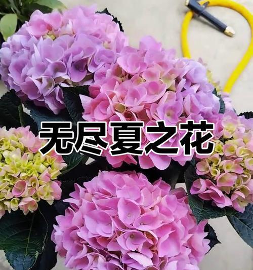 什么花最浪漫？最浪漫的花象征什么？