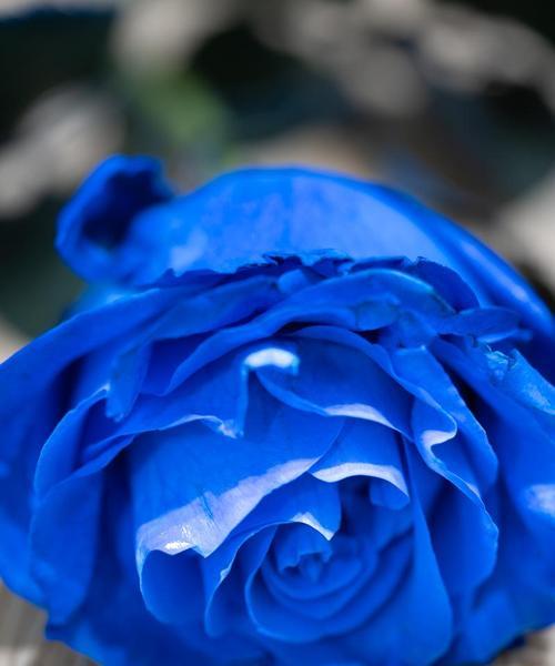 蓝色的花通常代表什么？为什么有些蓝色花寓意不佳？