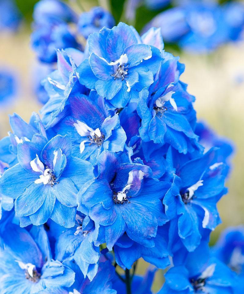 蓝色的花通常代表什么？为什么有些蓝色花寓意不佳？