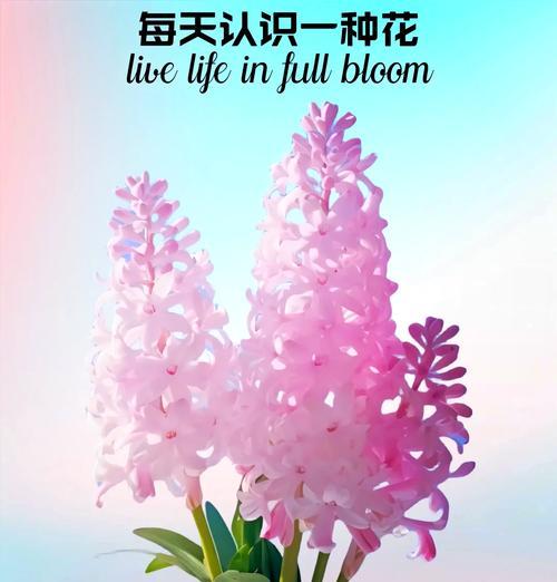 秘密花语的颜色是什么？颜色在花语中代表什么？