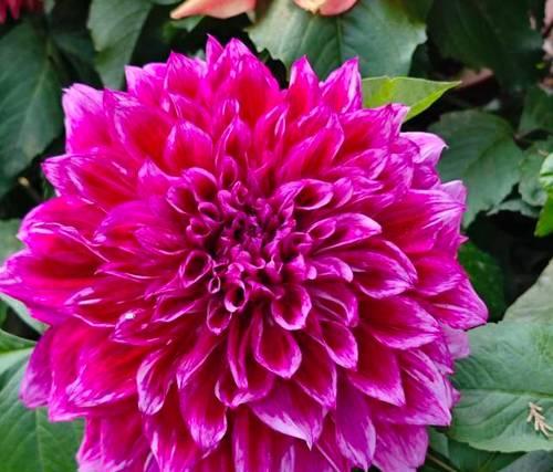 大丽花甜蜜花语大全是什么？送朋友粉色花的寓意？