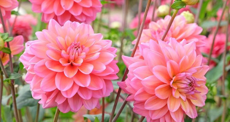 大丽花甜蜜花语大全是什么？送朋友粉色花的寓意？