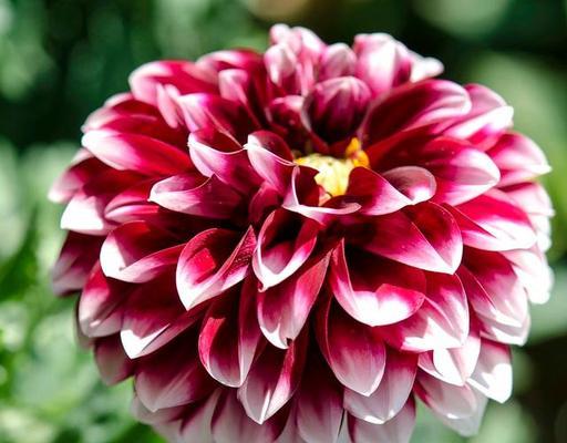 大丽花甜蜜花语大全是什么？送朋友粉色花的寓意？