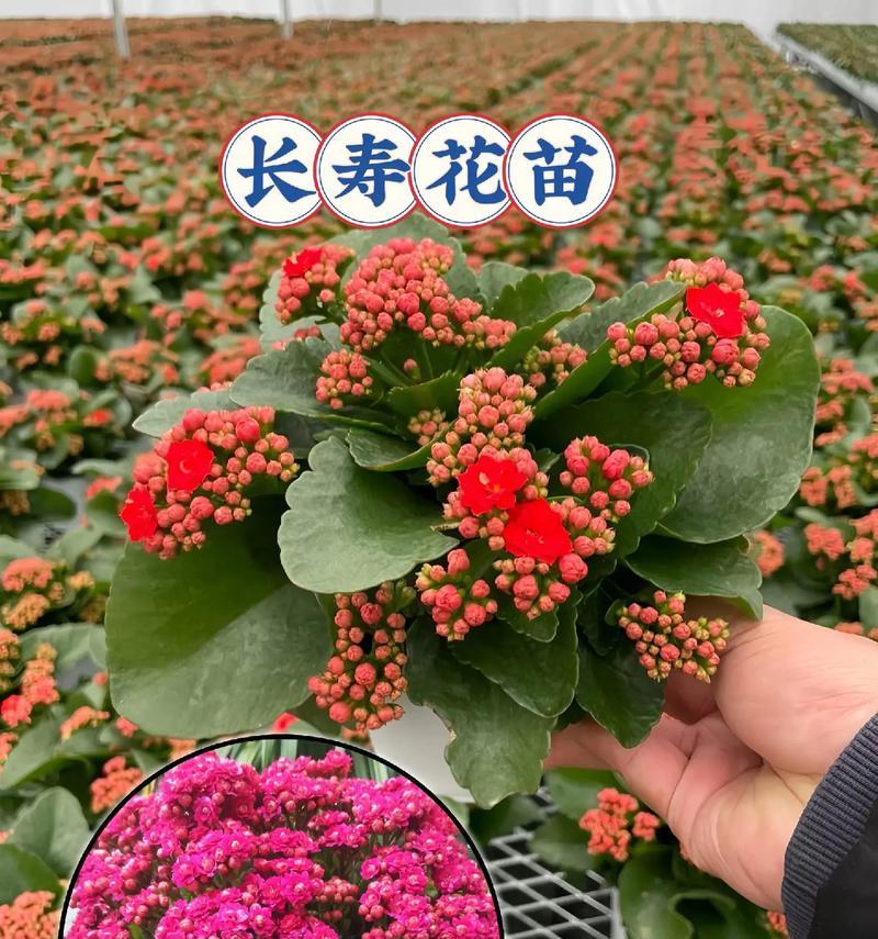寓意健康的水果花有哪些？哪些花象征着健康和活力？