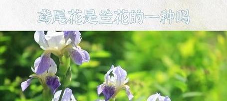 哪种颜色的花代表赦免？花的颜色与象征意义的关系？
