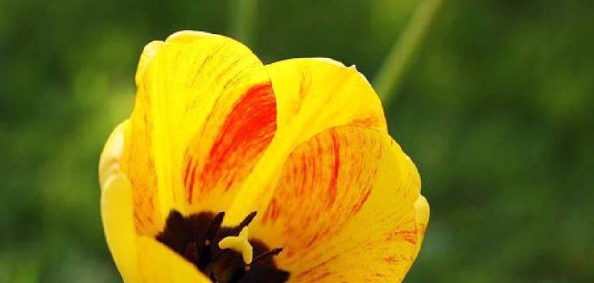哪种颜色的花代表赦免？花的颜色与象征意义的关系？