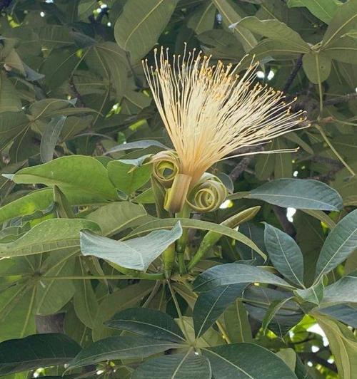 哪种花象征富贵生财适合送人？