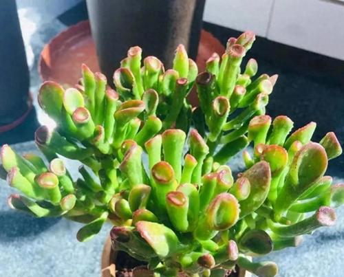 哪种花象征富贵生财适合送人？
