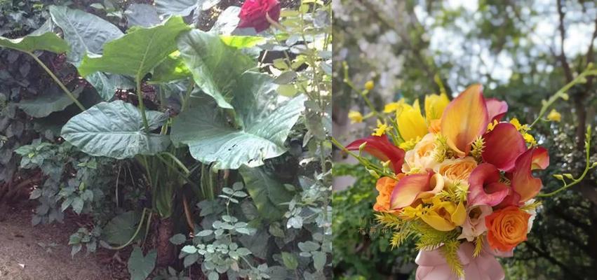 传说海芋花的花语与寓意是什么？海芋花的象征意义有哪些？