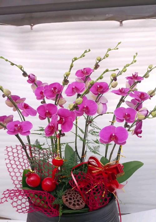 春节期间有哪些花的花语录？