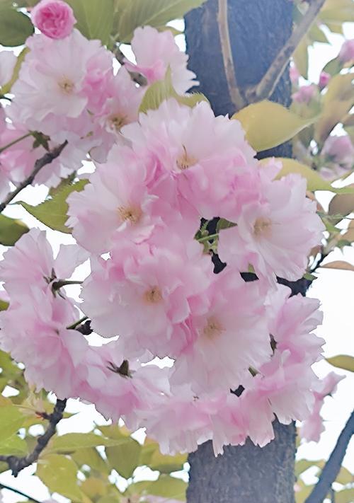 哪种花象征爱情的圆满？爱情圆满的花有哪些特点？