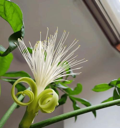 哪些花含有成功寓意？它们代表什么？