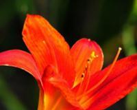 红色花做头像的寓意是什么？选择红色花头像有何意义？