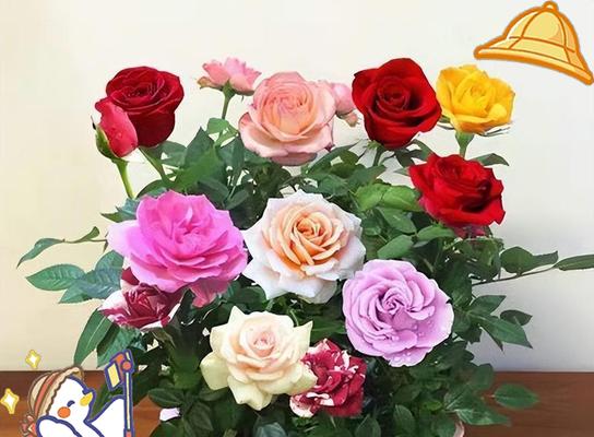 渐变色玫瑰花代表什么？幸福玫瑰花的寓意有哪些？