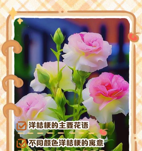 红玫瑰与桔梗手捧花的寓意是什么？