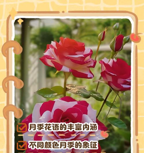 黄色月季花的花语是什么？黄色月季花寓意着什么？