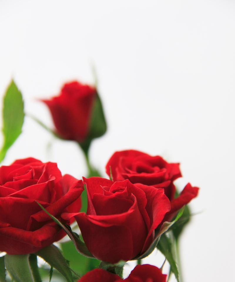 象征爱情破裂的花有哪些？它们在花语中代表了什么？