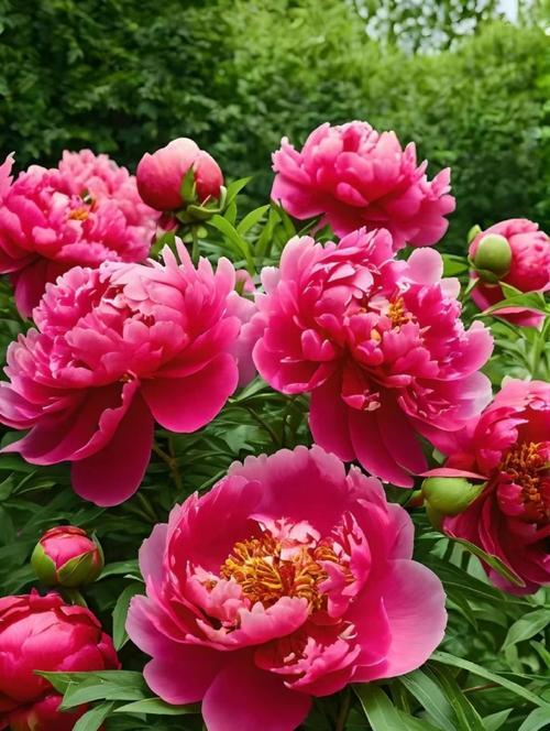 红富贵花象征着什么？