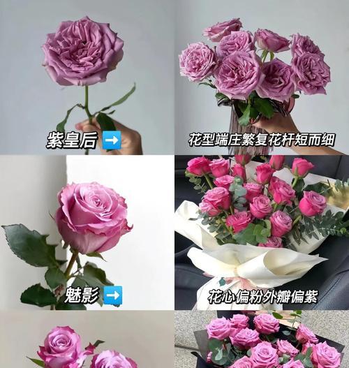 黑色配紫色的玫瑰花寓意是什么？这种搭配有何特别含义？