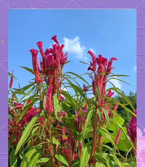 哪种花象征着回忆与爱情的永久？
