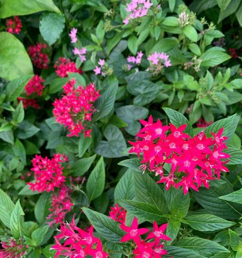 不同颜色的花各代表什么？花的颜色含义有哪些？