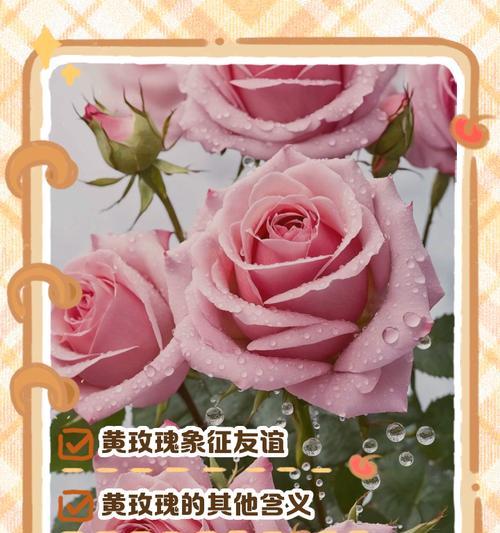 红黄色玫瑰花有何寓意？玫瑰花颜色代表的意义是什么？