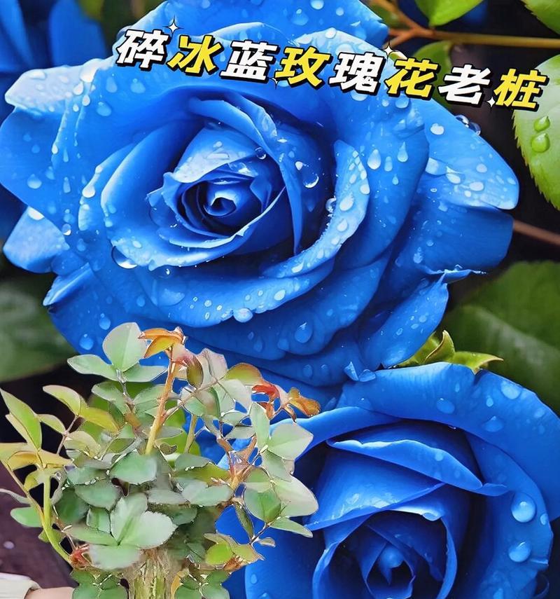 蓝色玫瑰代表什么？一束蓝色玫瑰花的寓意是什么？