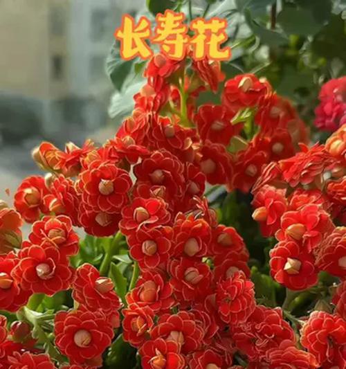 手折的吉祥花有哪些寓意？